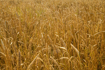 Golden wheat field stretching into distance with mature wheat stalks swaying in wind, dense grain heads filling frame, agricultural landscape representing harvest season and rural farming