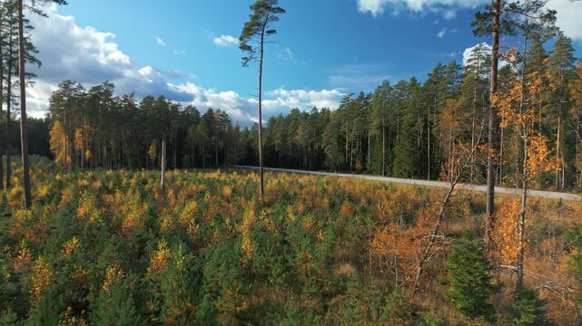 Skyward forest scene, Realtime drone footage showing peaceful forest clearing with vibrant seasonal