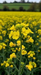 Obraz premium Vibrant Yellow Canola Field in Full Bloom Under a Cloudy Sky.
