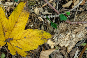 Yellow leaf on forest ground with bark, twigs, and ivy, showing natural textures and autumn decay in rich earthy tones.