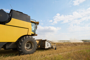 Fototapeta premium Large yellow combine harvester operating in wheat field during harvest season, cutting and collecting crops with dust rising in background under blue sky with scattered clouds