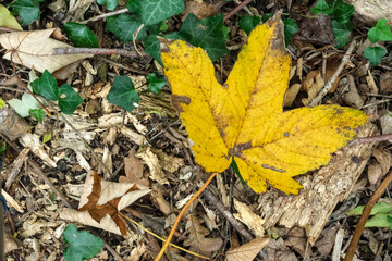Yellow leaf on forest ground with bark, twigs, and ivy, showing natural textures and autumn decay in rich earthy tones.