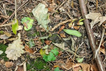 Dry leaves, twigs, and moss on forest soil creating a natural earthy texture in an autumn woodland ground scene.