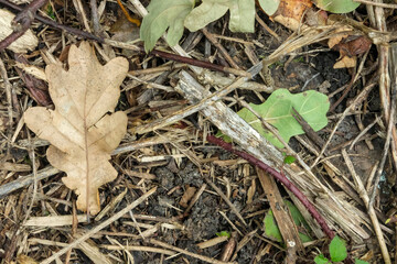 Dry leaves, twigs, and moss on forest soil creating a natural earthy texture in an autumn woodland ground scene.
