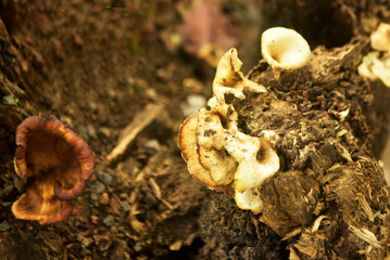 Grebe Mushroom old death tree trunk