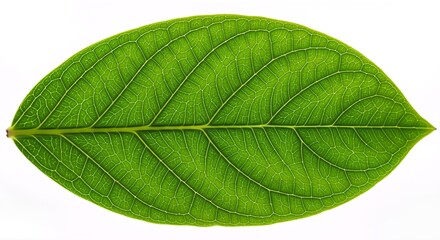 Obraz premium A single, vibrant green leaf with detailed venation is isolated against a stark white background.