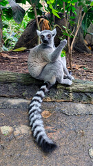 Lemur Madagascar