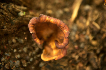 Grebe Mushroom old death tree trunk