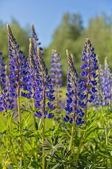 Closeup of blooming purple lupine (lupinus polyphyllus) flowers on a sunny summer daynear lake Nupuri, Espoo, Finland