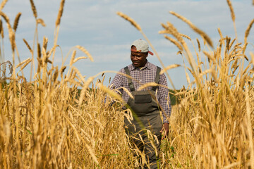 Black middle aged man walking through wheat field, wearing cap backwards, looking at crops,...