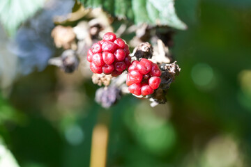 Beeren am Strauch