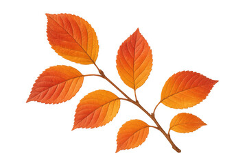 Obraz premium Autumn branch with vibrant orange and red leaves showing seasonal change, transparent background