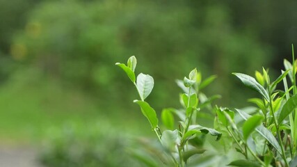 A beautiful tea garden on the hills of Darjeeling. Darjeeling tea is world famous for its taste and aroma. Darjeeling tea is mainly grown on the sloping lands of the hills.
