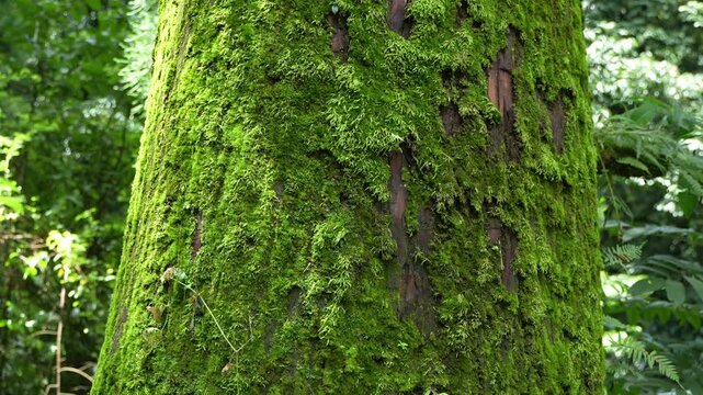 Parasitic plant moss living on pine trees