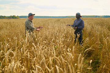 Fototapeta premium Caucasian young man and Black middle aged man standing in wheat field discussing crops, both gesturing with hands, tall golden wheat surrounding them, rural landscape visible