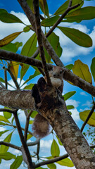 Thai squirrel on a branch