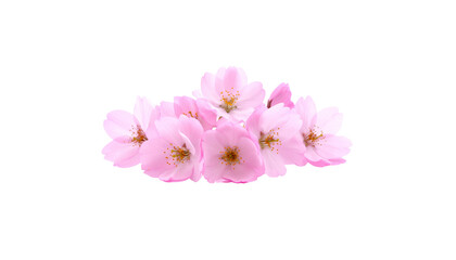 Obraz premium Beautiful pink cherry blossom and magnolia branches isolated on white background