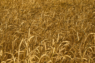 Golden wheat field stretching across frame with mature wheat stalks swaying in wind, dense grain heads filling entire image, agricultural landscape representing harvest season and rural farming