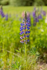 Closeup of blooming purple lupine (lupinus polyphyllus) flower on a sunny summer daynear lake Nupuri, Espoo, Finland