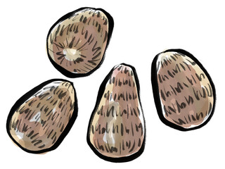 毛筆の里芋のイラスト