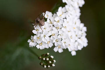 Spinne auf einer weisen Blüte