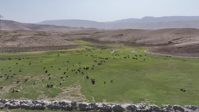 Herd Of Livestock Animals Grazing In The Pasture In Samangan, Afghanistan. - aerial shot