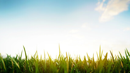 Fototapeta premium Green grass growing under blue sky at sunset, backlit grass blades. 3d render