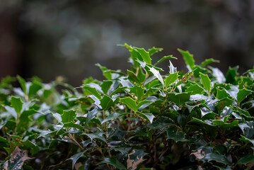 ヒイラギ（柊）