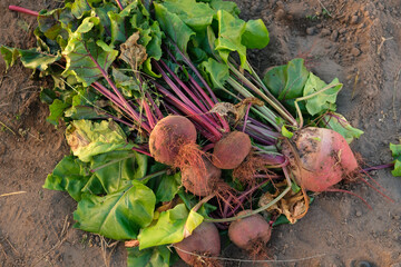 A few dug-out organic beets are lying on the ground, selective focus, top view. Agriculture, gardening and harvesting concept