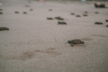 A close-up of a baby sea turtle running across the sand toward the ocean. Sea turtle rescue at a conservation center. A baby turtle hatchling runs toward the water. Saving nature and the environment.