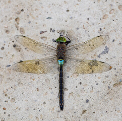 A dragonfly is laying on the ground