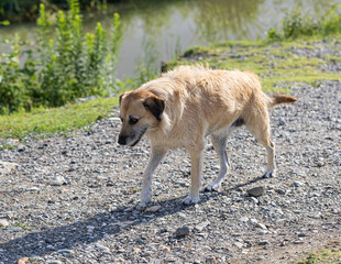 A dog is walking on a rocky road