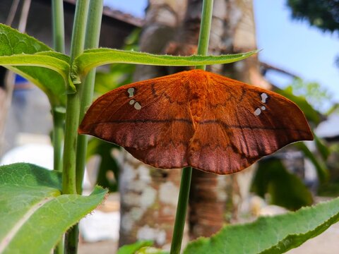 Cricula Trienestrata adult ready to breed