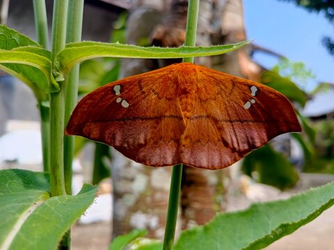 Cricula Trienestrata adult