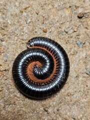 A millipede curled into a tight spiral rests on rough ground. The shiny black and reddish-brown segments are highlighted in this close-up macro view, emphasizing detail and symmetry.