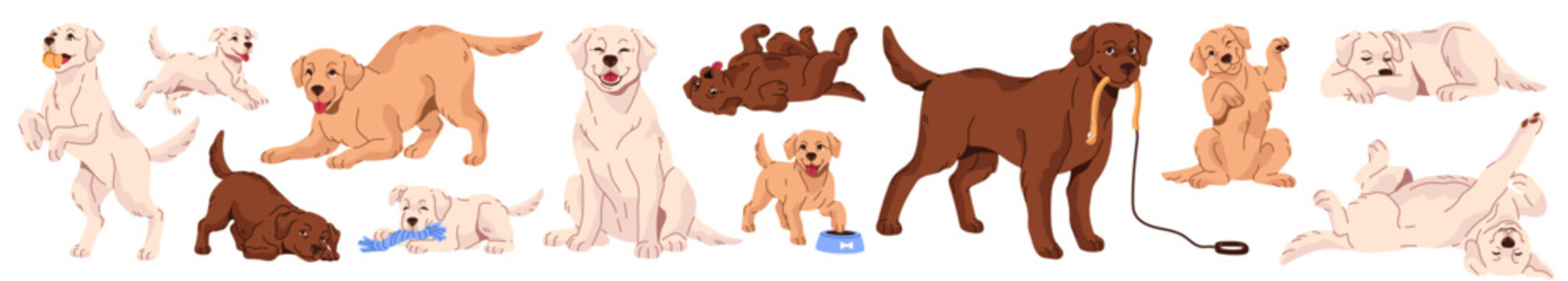 Labrador retriever in different poses set. Cute dogs with yellow and chocolate colors relax, sleep, have fun and play with toys. Funny puppies. Happy pets. Flat isolated vector illustrations on white