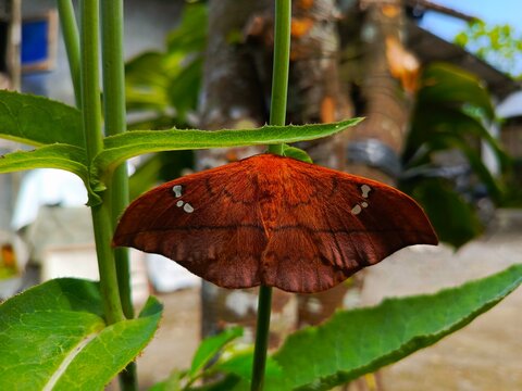 Cricula Trienestrata Hanging on a Plant
