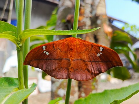 Cricula Trienestrata