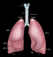 Medical illustration of respiratory system structure with larynx, trachea and lungs. Human lungs anatomy. Human respiratory system