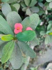 pink and white flowers