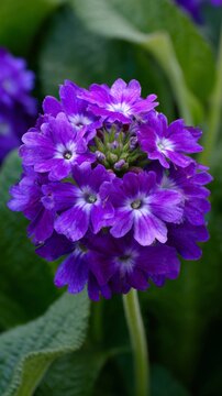 Bright purple verbena flowers bloom beautifully in a garden during spring, attracting pollinators and adding vibrant colors to the landscape