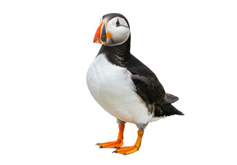 Isolated Atlantic puffin bird, Fratercula arctica, standing full view on its orange webbed feet