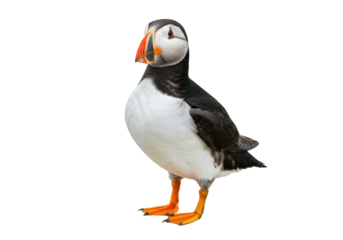 Isolated Atlantic puffin bird, Fratercula arctica, standing full view on its orange webbed feet