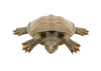 Isolated pancake turtle, smooth-shelled, looking ahead with its head down, isolated