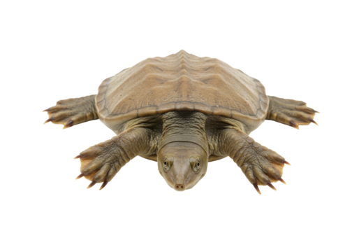 Isolated pancake turtle, smooth-shelled, looking ahead with its head down, isolated