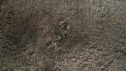 A close-up of a sea turtle nest in the sand, with baby turtles emerging from it. A baby sea turtle...