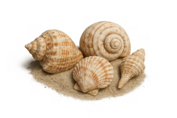 Seashell arranging on a small pile of sand, showing spiral and ridged patterns, transparent background
