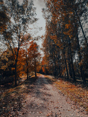 Fototapeta premium path in autumn forest