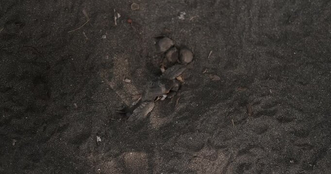 A close-up of a sea turtle nest in the sand, with baby turtles emerging from it. A baby sea turtle head and flipper protrude from the sand. Turtles are born at a conservation center.