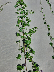 Ivy on the sand. Green plant that grows on the shore